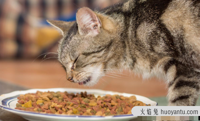 猫伸懒腰什么意思(猫伸懒腰是什么意思)