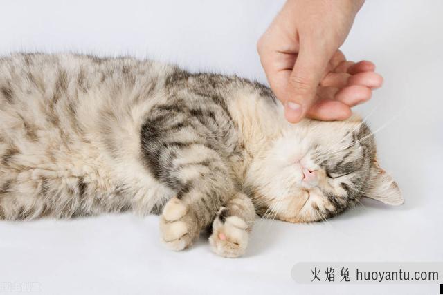 猫驱虫药多久吃一次(宠物猫驱虫药多久吃一次)