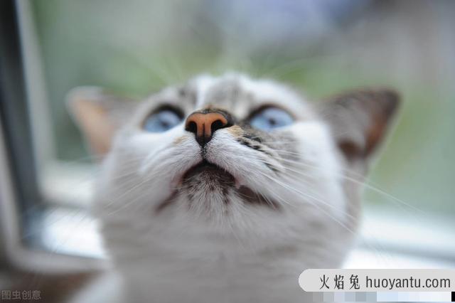 猫不吃东西(猫不吃东西是什么原因)