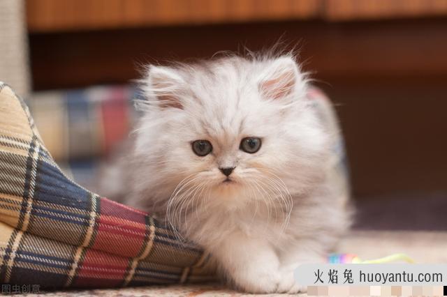 猫不吃东西(猫不吃东西是什么原因)