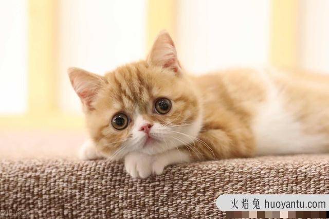 猫不吃东西(猫不吃东西是什么原因)