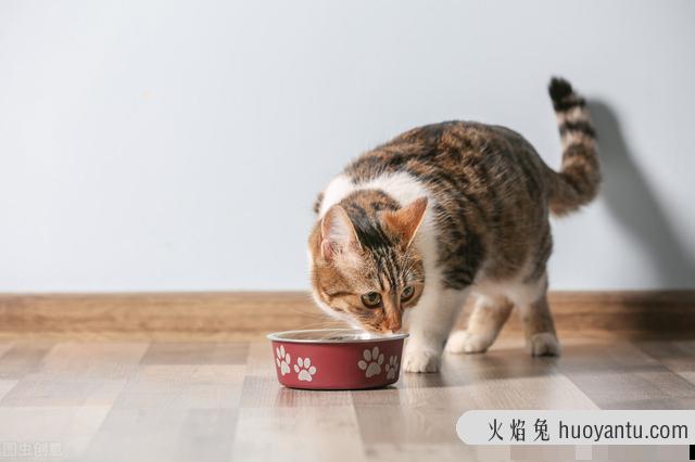 猫不吃东西(猫不吃东西是什么原因)