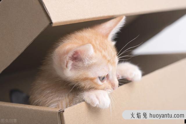 猫不吃东西(猫不吃东西是什么原因)