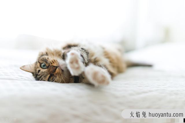 猫不吃东西(猫不吃东西是什么原因)