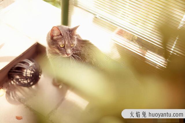 猫和蛇的反应速度谁快一点(猫和蛇的反应速度谁快些)