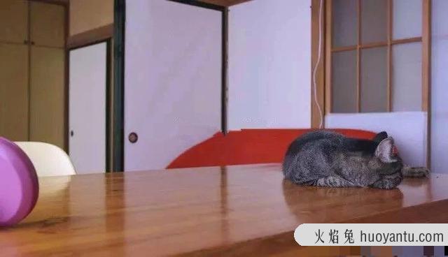 猫会认主人吗(宠物猫会认主人吗)