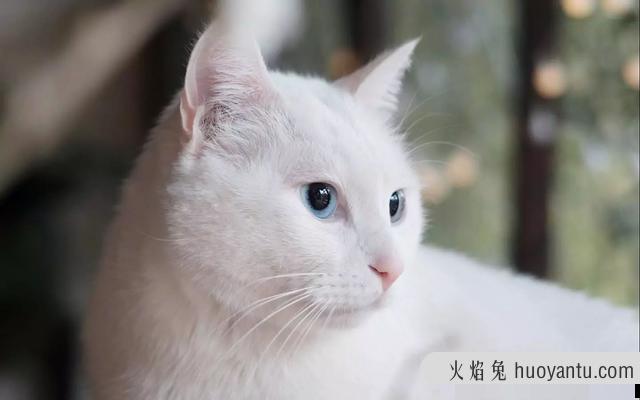 猫会认主人吗(宠物猫会认主人吗)