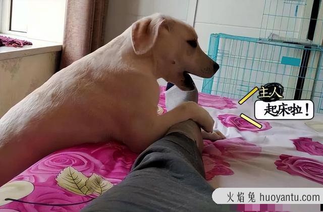 养猫和养狗的区别有多大(养猫与养狗有什么区别)