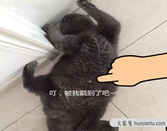 小猫脐带多久脱落(小猫脐带多久脱落正常)