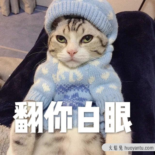 养猫和养狗的区别有多大(养猫与养狗有什么区别)