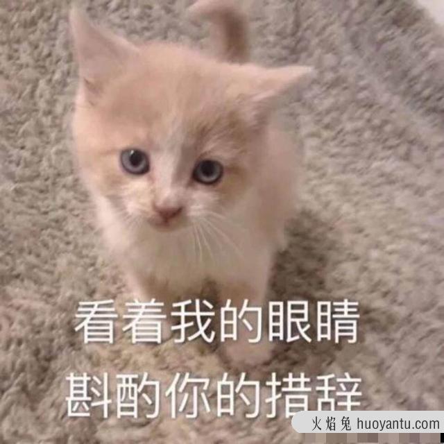 养猫和养狗的区别有多大(养猫与养狗有什么区别)