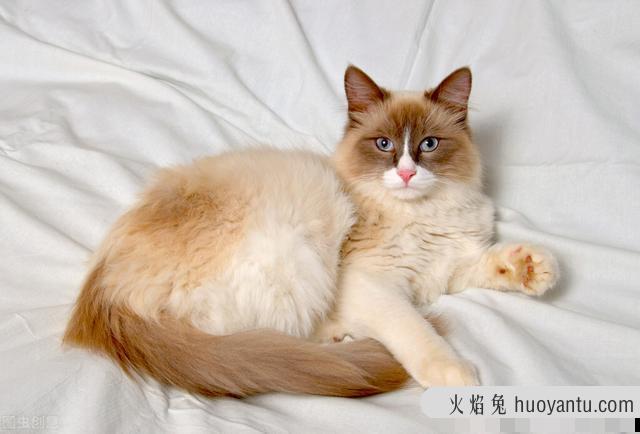 异国长毛猫和波斯猫的区别(异国长毛猫和波斯猫的区别在哪)