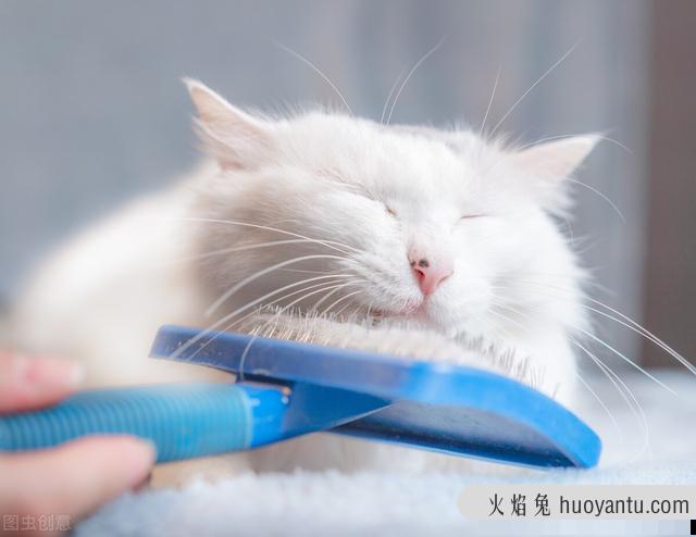 猫毛球症什么症状(猫猫毛球症有什么症状)