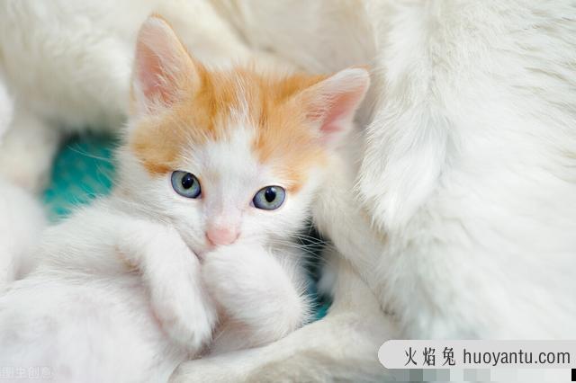 宠物猫空运之前注意些什么(猫空运之后要注意什么)