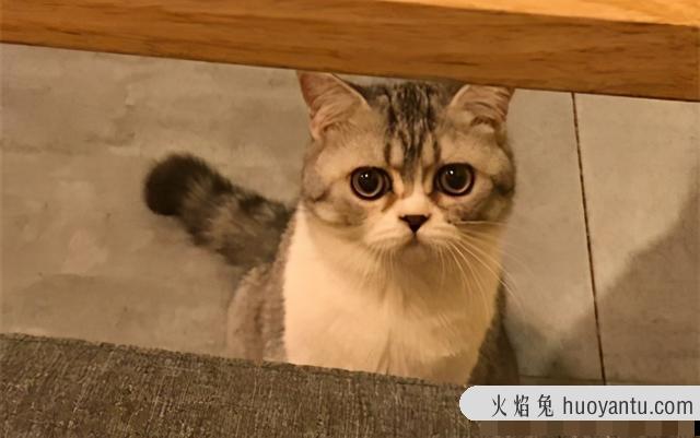 猫是夜行动物吗(猫夜间动物还是夜行动物)