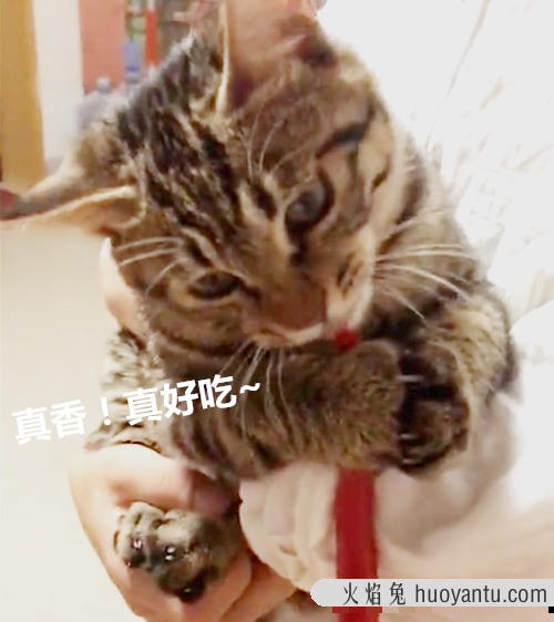 猫能吃辣吗(猫能不能吃辣的)