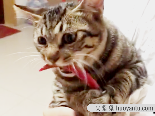 猫能吃辣吗(猫能不能吃辣的)