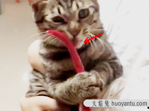 猫能吃辣吗(猫能不能吃辣的)