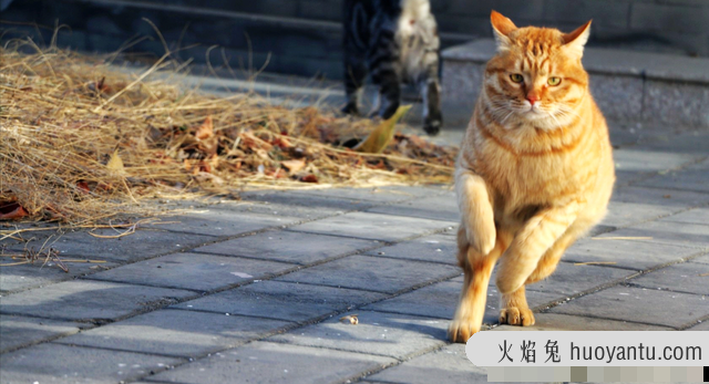 猫突然变得亢奋乱跑是什么原因(猫突然变得亢奋乱跑怎么办)