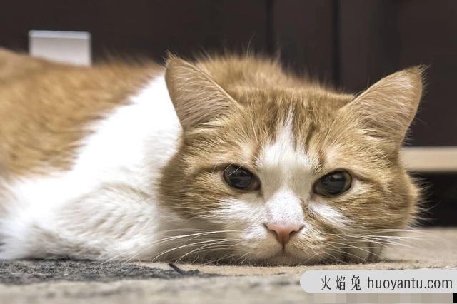 猫隐睾怎么判断(猫咪怎么看是不是隐睾)