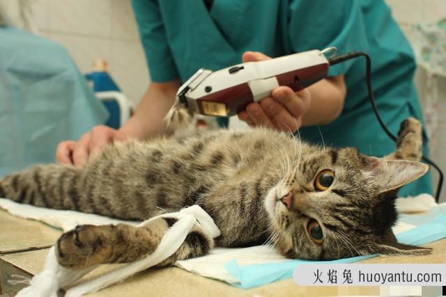 猫隐睾怎么判断(猫咪怎么看是不是隐睾)