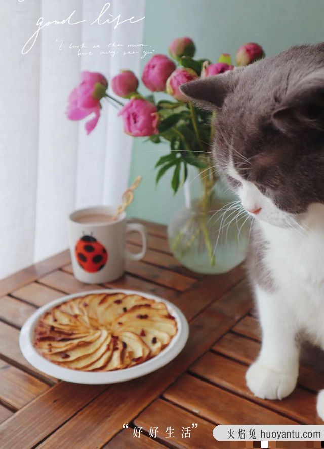 纽顿猫粮是高端粮吗(纽顿猫粮好吗)