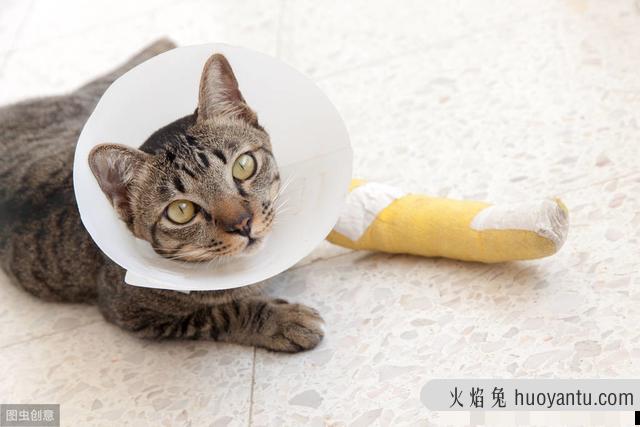 猫咪摇头怎么回事(猫咪总摇头怎么回事)