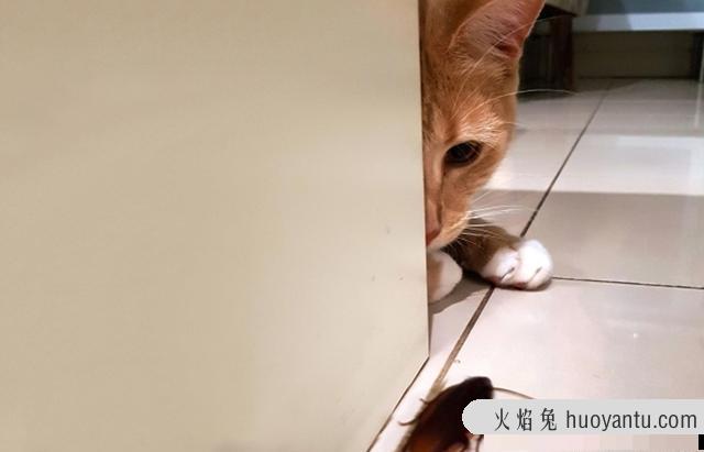 猫抓蟑螂吃蟑螂会有事吗(猫抓蟑螂会不会吃)