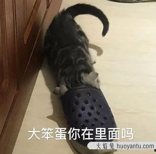 猫聪明还是狗聪明(到底是猫聪明还是狗聪明)