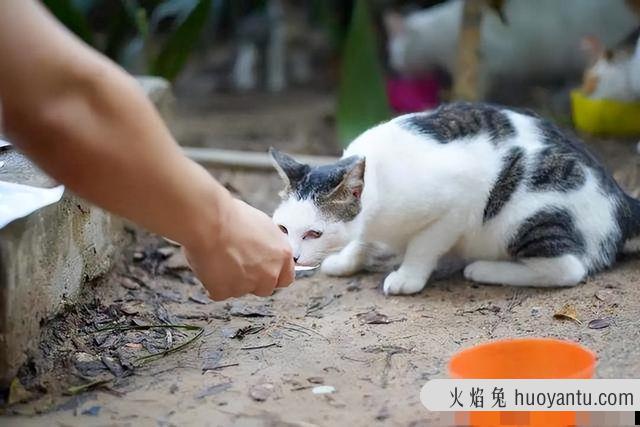 猫咪蹭你腿什么意思(流浪猫咪蹭你腿什么意思)