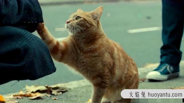 猫咪蹭你腿什么意思(流浪猫咪蹭你腿什么意思)