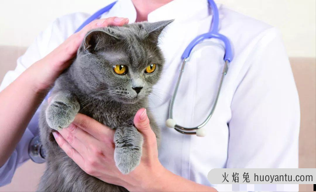 猫咪蹭你腿什么意思(流浪猫咪蹭你腿什么意思)