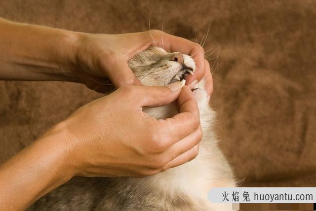 猫专用避孕药有用吗(猫有没有专用避孕药)