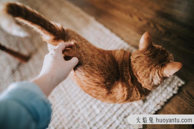 猫专用避孕药有用吗(猫有没有专用避孕药)