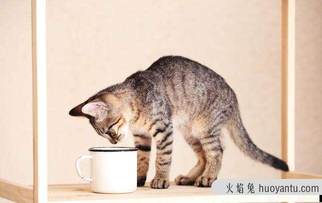 猫能喝咖啡吗(猫咪可以喝咖啡么)