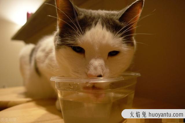 猫咪饮水机有必要吗(猫咪饮水机真的有用吗)