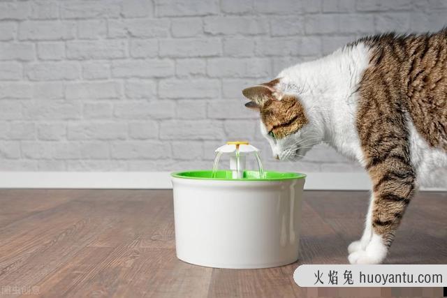 猫咪饮水机有必要吗(猫咪饮水机真的有用吗)