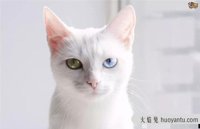 泰国御猫和土猫的区别是什么(泰国御猫和土猫的区别在哪)