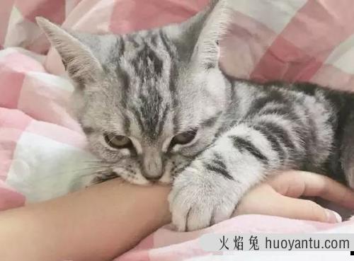 猫不让抱怎么训练(怎么训练猫咪抱抱)