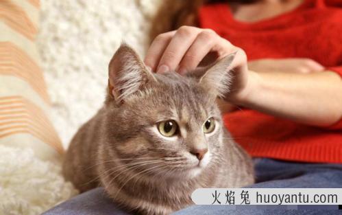 猫不让抱怎么训练(怎么训练猫咪抱抱)