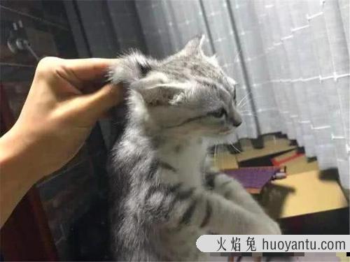 猫不让抱怎么训练(怎么训练猫咪抱抱)