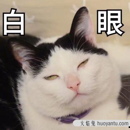 猫不让抱怎么训练(怎么训练猫咪抱抱)