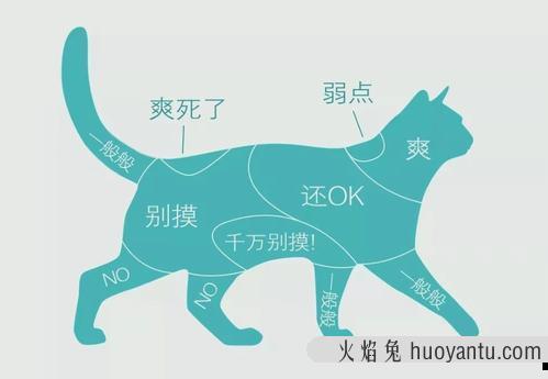 猫不让抱怎么训练(怎么训练猫咪抱抱)