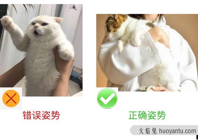 猫不让抱怎么训练(怎么训练猫咪抱抱)