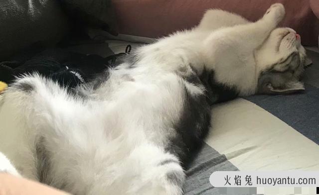 猫不让抱怎么训练(怎么训练猫咪抱抱)