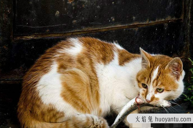 猫能吃地瓜吗(宠物猫能吃地瓜吗)