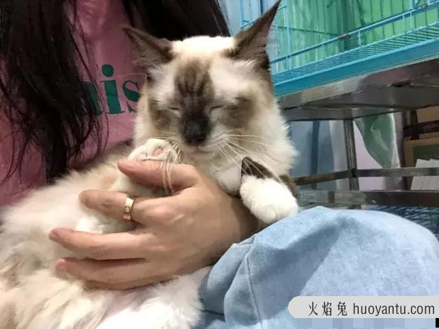 干性猫传腹(干性猫传腹能治好吗)