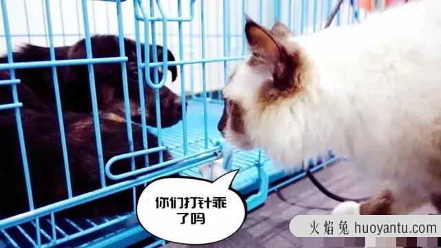 干性猫传腹(干性猫传腹能治好吗)