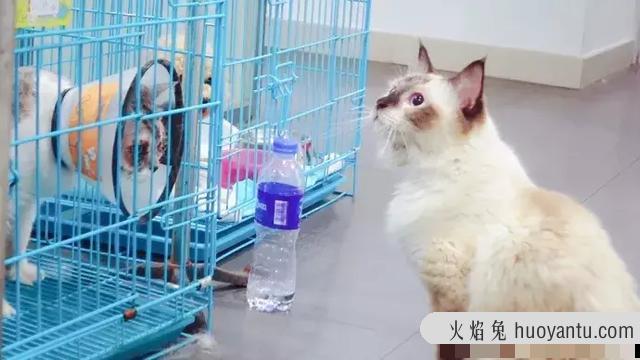 干性猫传腹(干性猫传腹能治好吗)