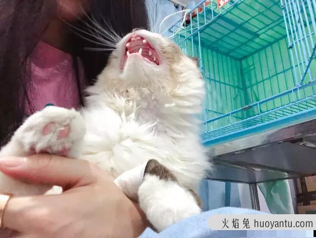 干性猫传腹(干性猫传腹能治好吗)